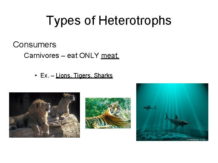 Types of Heterotrophs Consumers Carnivores – eat ONLY meat. • Ex. – Lions, Tigers,