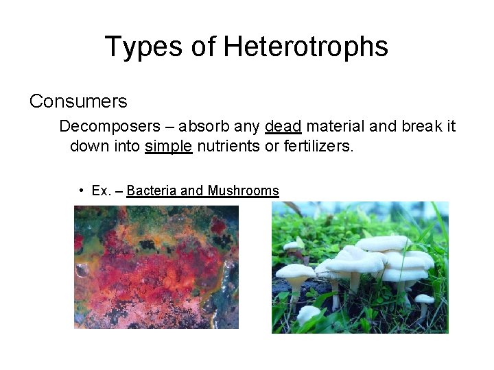 Types of Heterotrophs Consumers Decomposers – absorb any dead material and break it down