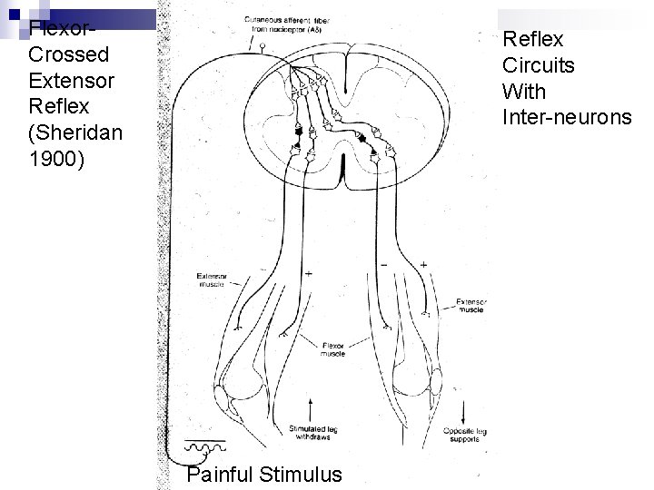 Flexor. Crossed Extensor Reflex (Sheridan 1900) Reflex Circuits With Inter-neurons Painful Stimulus 