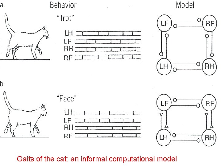 Gaits of the cat: an informal computational model 