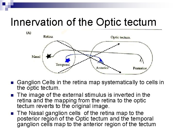 Innervation of the Optic tectum n n n Ganglion Cells in the retina map