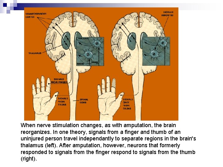 When nerve stimulation changes, as with amputation, the brain reorganizes. In one theory, signals