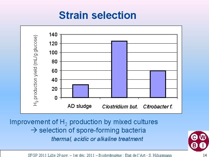 H 2 production yield (m. L/g glucose) Strain selection 140 120 100 80 60