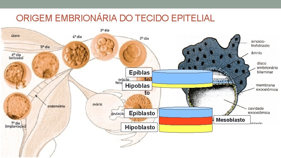 ORIGEM EMBRIONÁRIA DO TECIDO EPITELIAL Epiblas to Hipoblas to Epiblasto Mesoblasto Hipoblasto ORIGEM EMBRIONÁRIA DO TECIDO EPITELIAL Epiblas to Hipoblas to Epiblasto Mesoblasto Hipoblasto