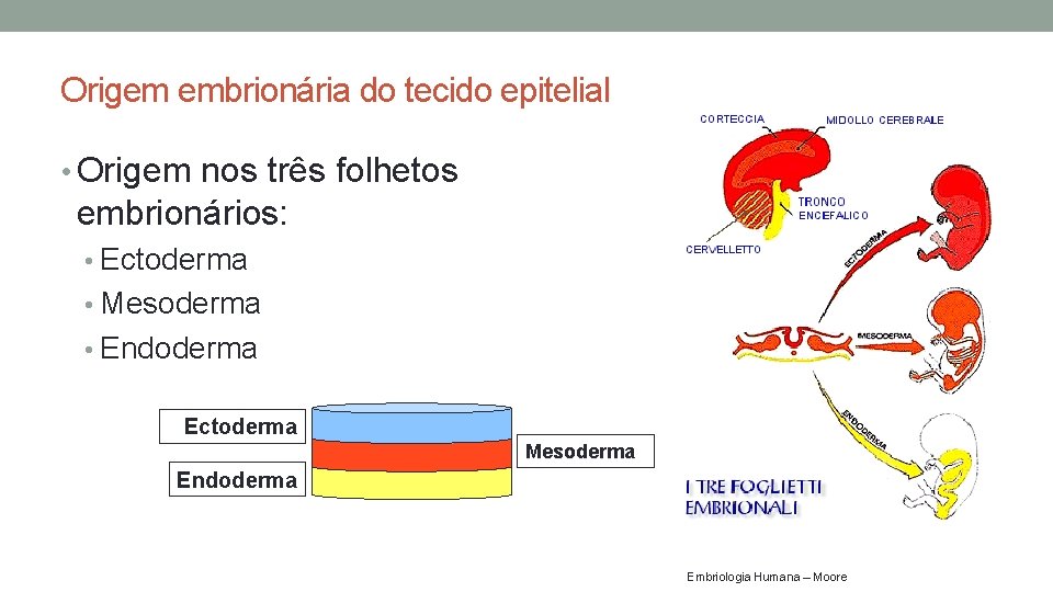 Origem embrionária do tecido epitelial • Origem nos três folhetos embrionários: • Ectoderma • Origem embrionária do tecido epitelial • Origem nos três folhetos embrionários: • Ectoderma •