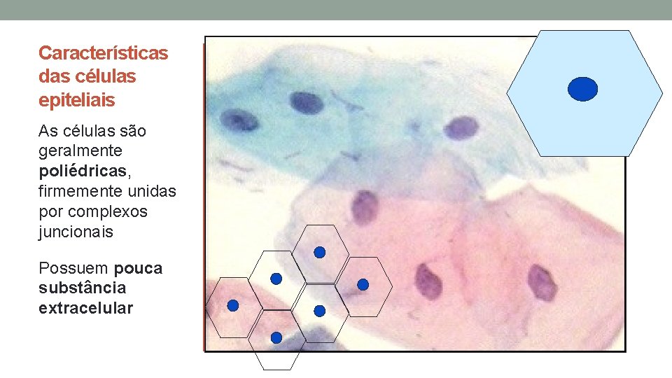 Características das células epiteliais As células são geralmente poliédricas, firmemente unidas por complexos juncionais Características das células epiteliais As células são geralmente poliédricas, firmemente unidas por complexos juncionais