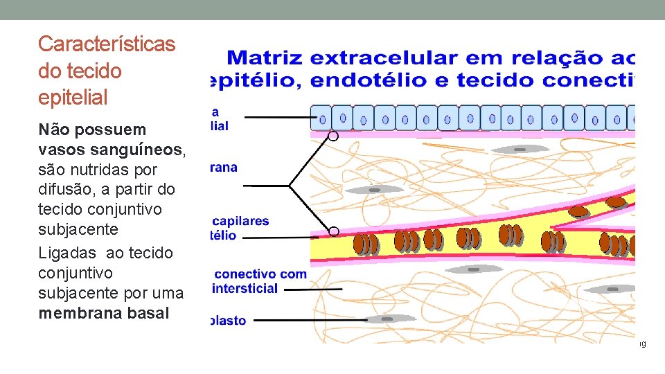 Características do tecido epitelial Não possuem vasos sanguíneos, são nutridas por difusão, a partir Características do tecido epitelial Não possuem vasos sanguíneos, são nutridas por difusão, a partir