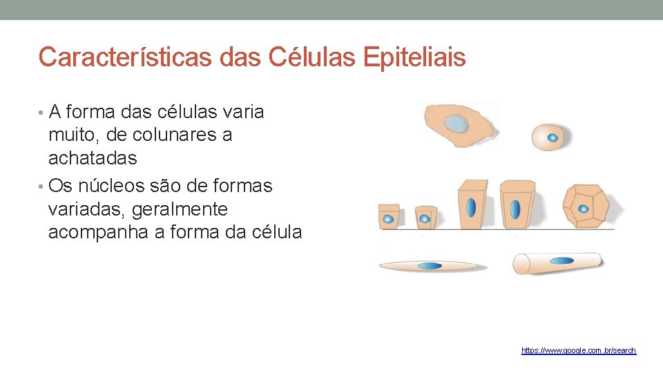 Características das Células Epiteliais • A forma das células varia muito, de colunares a Características das Células Epiteliais • A forma das células varia muito, de colunares a