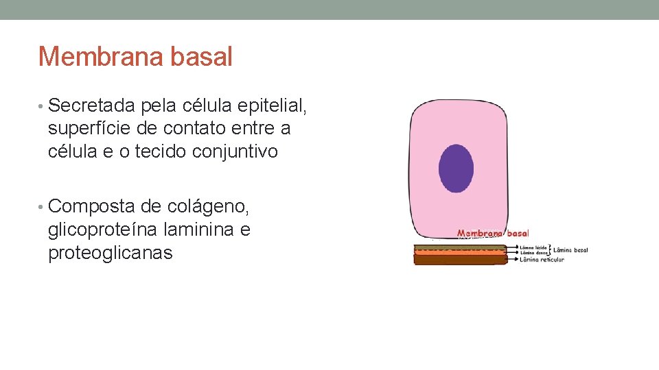Membrana basal • Secretada pela célula epitelial, superfície de contato entre a célula e Membrana basal • Secretada pela célula epitelial, superfície de contato entre a célula e