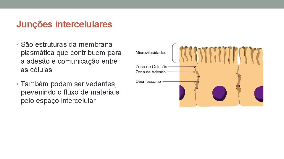 Junções intercelulares • São estruturas da membrana plasmática que contribuem para a adesão e Junções intercelulares • São estruturas da membrana plasmática que contribuem para a adesão e