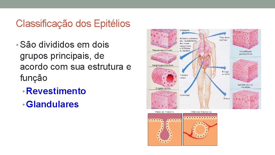 Classificação dos Epitélios • São divididos em dois grupos principais, de acordo com sua Classificação dos Epitélios • São divididos em dois grupos principais, de acordo com sua