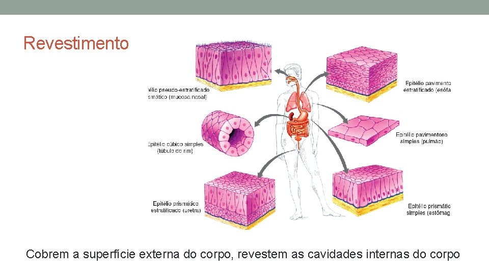 Revestimento Cobrem a superfície externa do corpo, revestem as cavidades internas do corpo Revestimento Cobrem a superfície externa do corpo, revestem as cavidades internas do corpo