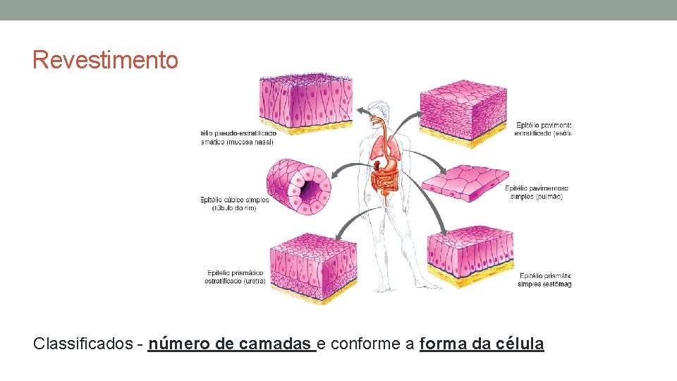 Revestimento Classificados - número de camadas e conforme a forma da célula Revestimento Classificados - número de camadas e conforme a forma da célula