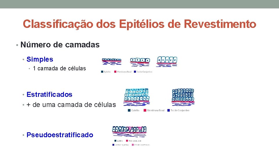 Classificação dos Epitélios de Revestimento • Número de camadas • Simples • 1 camada Classificação dos Epitélios de Revestimento • Número de camadas • Simples • 1 camada