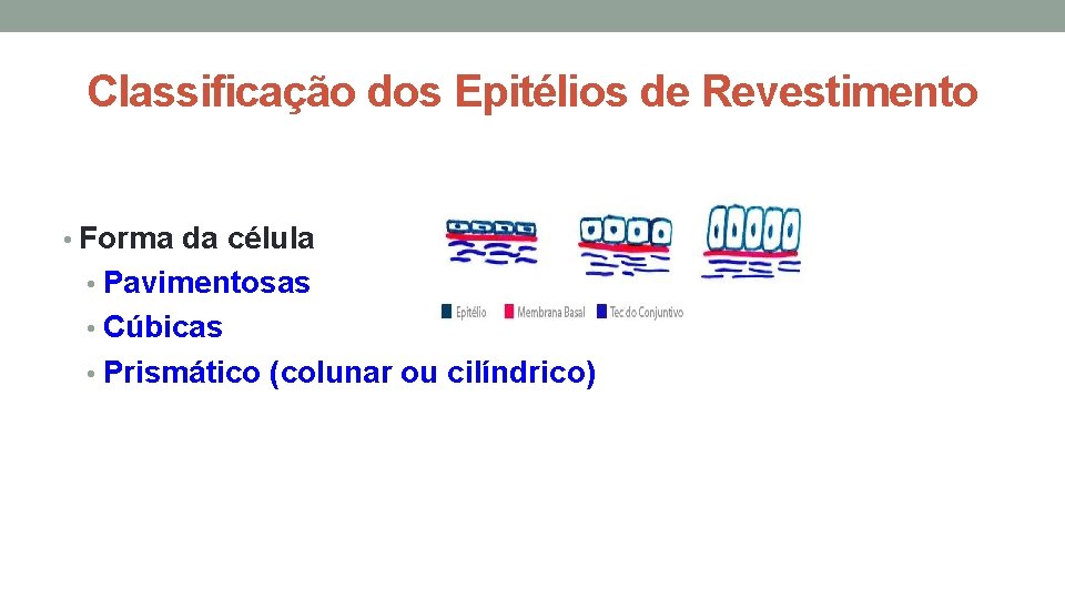 Classificação dos Epitélios de Revestimento • Forma da célula • Pavimentosas • Cúbicas • Classificação dos Epitélios de Revestimento • Forma da célula • Pavimentosas • Cúbicas •