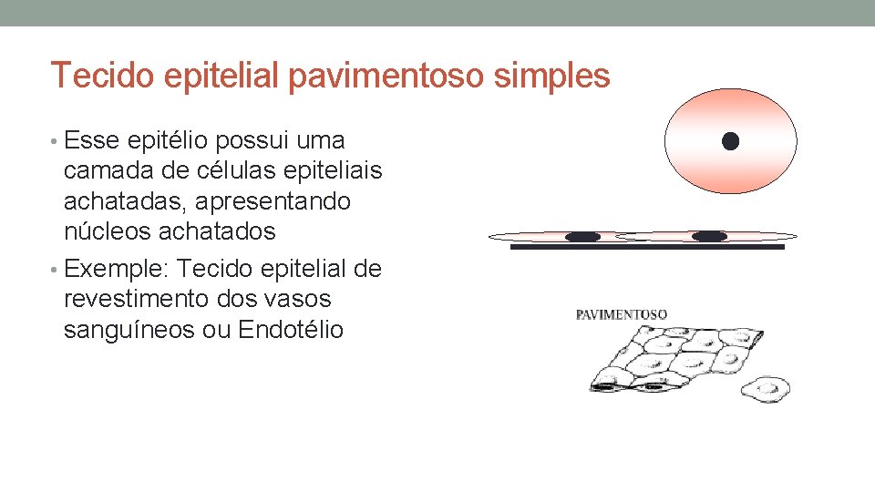 Tecido epitelial pavimentoso simples • Esse epitélio possui uma camada de células epiteliais achatadas, Tecido epitelial pavimentoso simples • Esse epitélio possui uma camada de células epiteliais achatadas,
