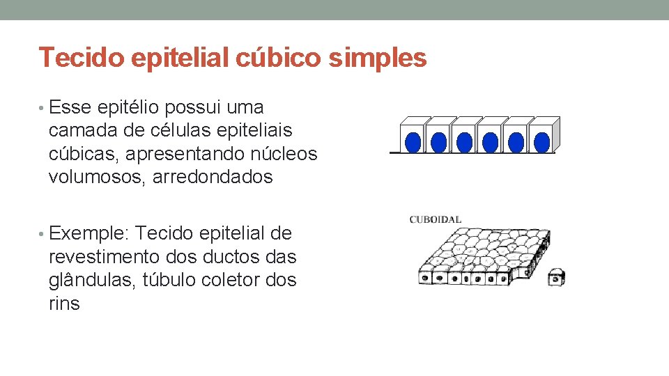 Tecido epitelial cúbico simples • Esse epitélio possui uma camada de células epiteliais cúbicas, Tecido epitelial cúbico simples • Esse epitélio possui uma camada de células epiteliais cúbicas,