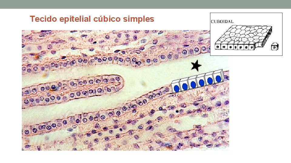 Tecido epitelial cúbico simples Tecido epitelial cúbico simples