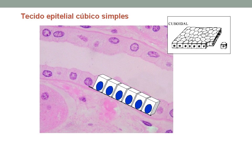Tecido epitelial cúbico simples Tecido epitelial cúbico simples