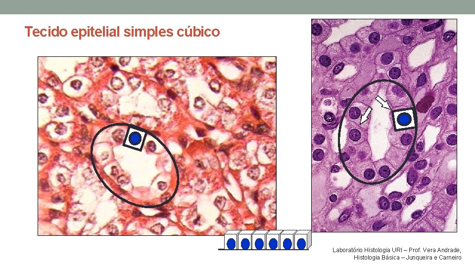Tecido epitelial simples cúbico Laboratório Histologia URI – Prof. Vera Andrade, Histologia Básica – Tecido epitelial simples cúbico Laboratório Histologia URI – Prof. Vera Andrade, Histologia Básica –