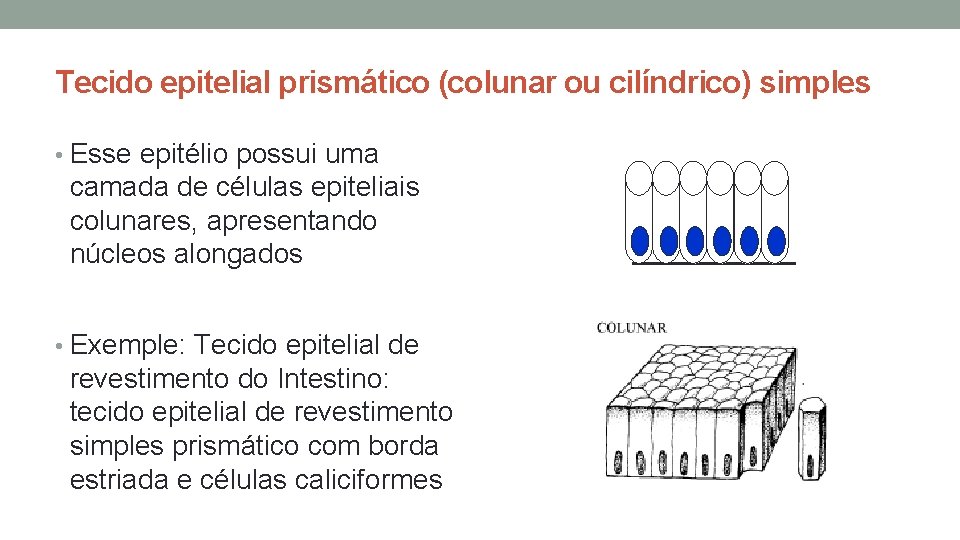 Tecido epitelial prismático (colunar ou cilíndrico) simples • Esse epitélio possui uma camada de Tecido epitelial prismático (colunar ou cilíndrico) simples • Esse epitélio possui uma camada de