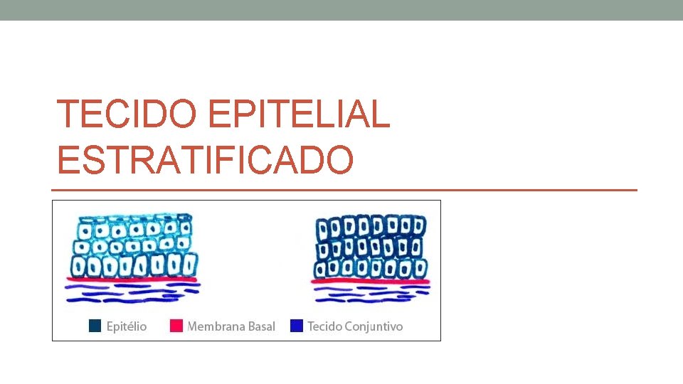 TECIDO EPITELIAL ESTRATIFICADO TECIDO EPITELIAL ESTRATIFICADO