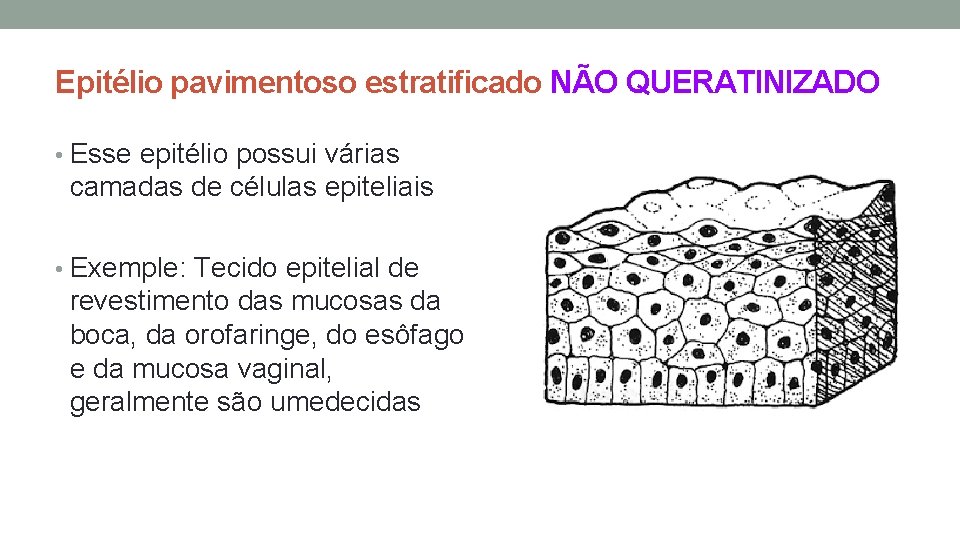 Epitélio pavimentoso estratificado NÃO QUERATINIZADO • Esse epitélio possui várias camadas de células epiteliais Epitélio pavimentoso estratificado NÃO QUERATINIZADO • Esse epitélio possui várias camadas de células epiteliais