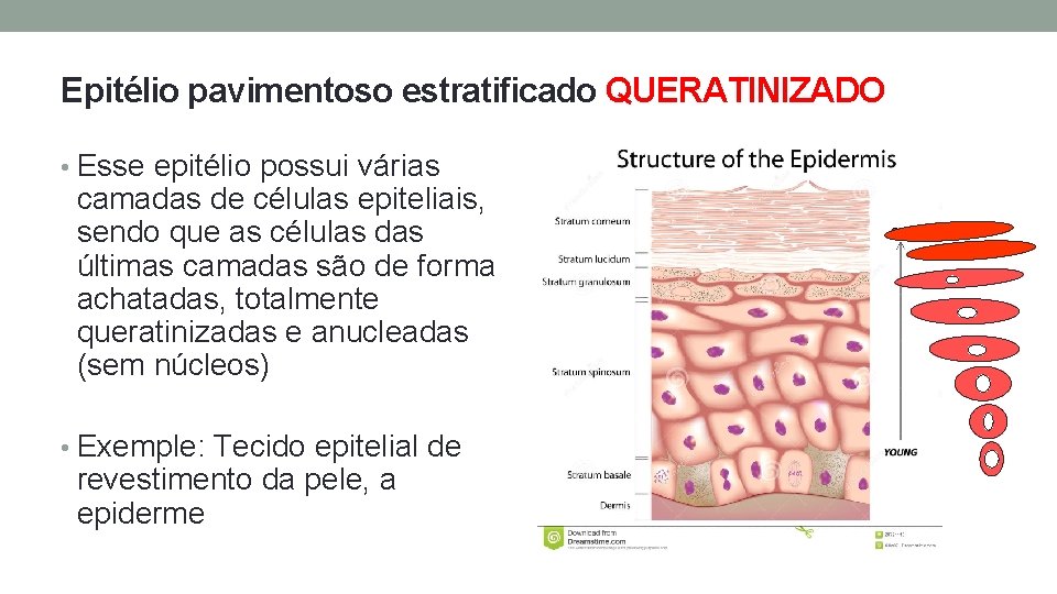 Epitélio pavimentoso estratificado QUERATINIZADO • Esse epitélio possui várias camadas de células epiteliais, sendo Epitélio pavimentoso estratificado QUERATINIZADO • Esse epitélio possui várias camadas de células epiteliais, sendo