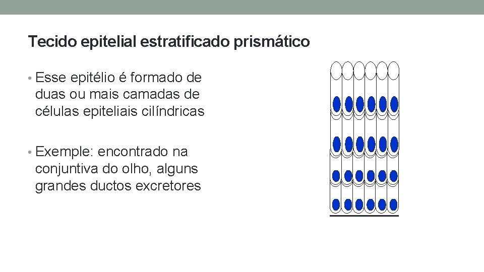 Tecido epitelial estratificado prismático • Esse epitélio é formado de duas ou mais camadas Tecido epitelial estratificado prismático • Esse epitélio é formado de duas ou mais camadas