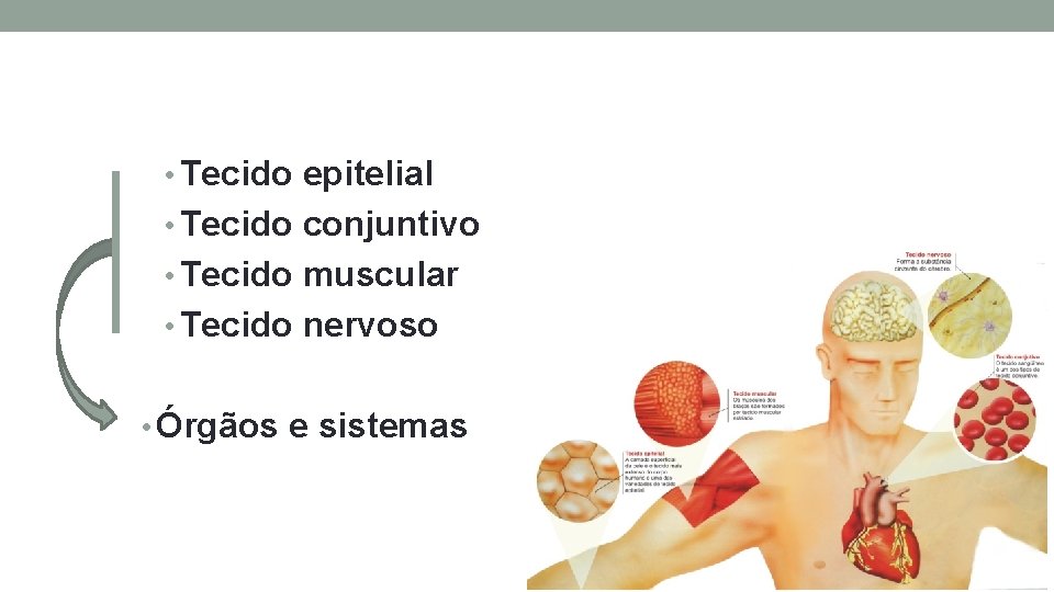 • Tecido epitelial • Tecido conjuntivo • Tecido muscular • Tecido nervoso • • Tecido epitelial • Tecido conjuntivo • Tecido muscular • Tecido nervoso •