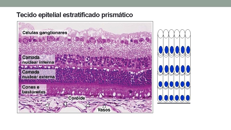Tecido epitelial estratificado prismático Tecido epitelial estratificado prismático