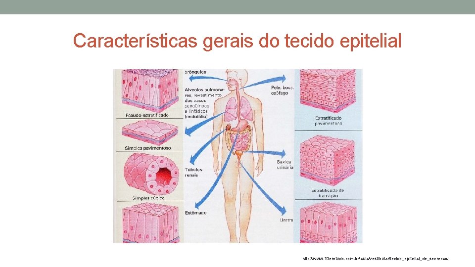 Características gerais do tecido epitelial http: //www. 10 emtudo. com. br/aula/vestibular/tecido_epitelial_de_secrecao/ Características gerais do tecido epitelial http: //www. 10 emtudo. com. br/aula/vestibular/tecido_epitelial_de_secrecao/