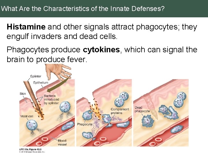 What Are the Characteristics of the Innate Defenses? Histamine and other signals attract phagocytes;