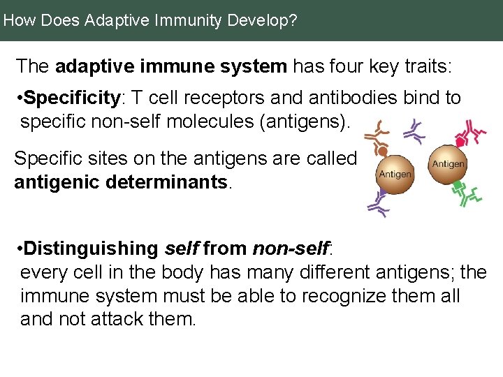 How Does Adaptive Immunity Develop? The adaptive immune system has four key traits: •