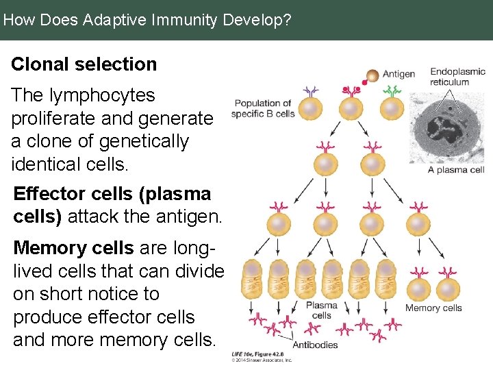 How Does Adaptive Immunity Develop? Clonal selection The lymphocytes proliferate and generate a clone