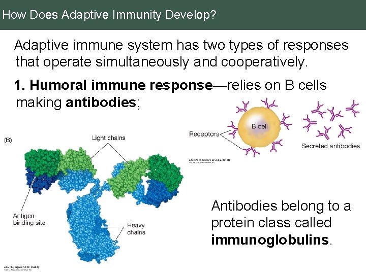 How Does Adaptive Immunity Develop? Adaptive immune system has two types of responses that