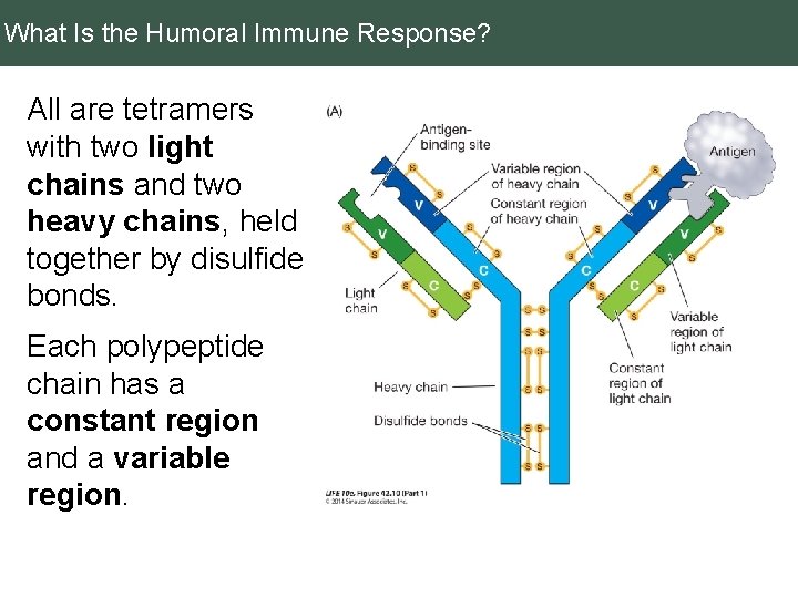 What Is the Humoral Immune Response? All are tetramers with two light chains and