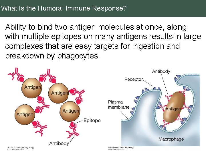 What Is the Humoral Immune Response? Ability to bind two antigen molecules at once,