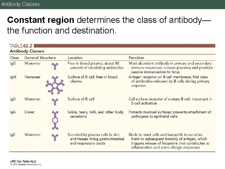 Antibody Classes Constant region determines the class of antibody— the function and destination. 