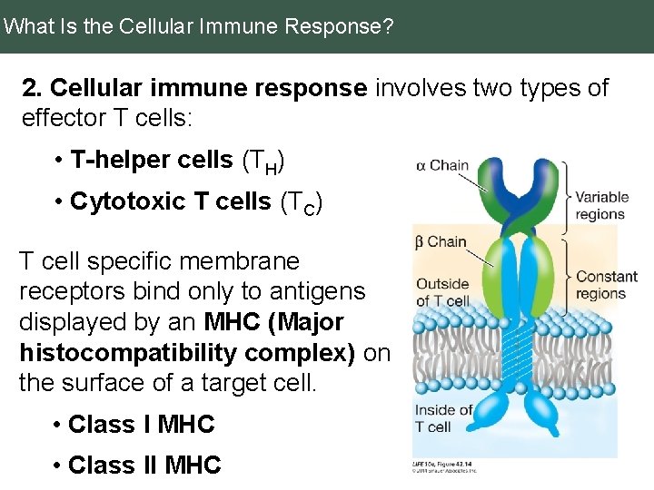 What Is the Cellular Immune Response? 2. Cellular immune response involves two types of