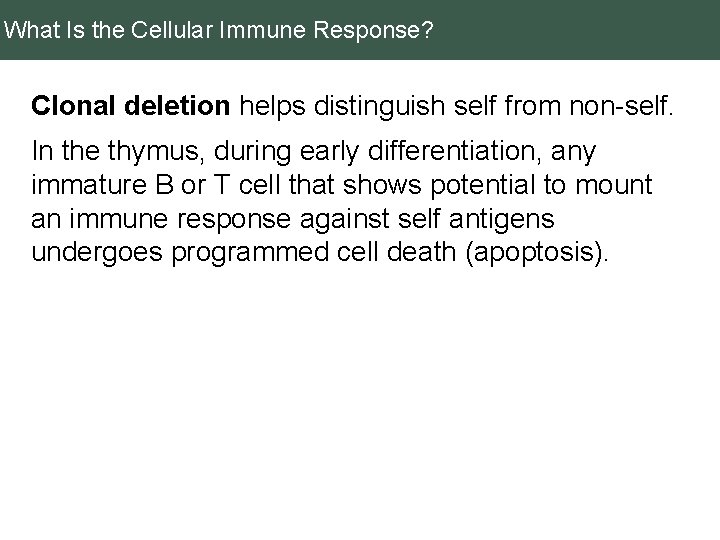 What Is the Cellular Immune Response? Clonal deletion helps distinguish self from non-self. In
