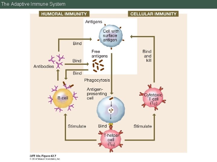 The Adaptive Immune System 