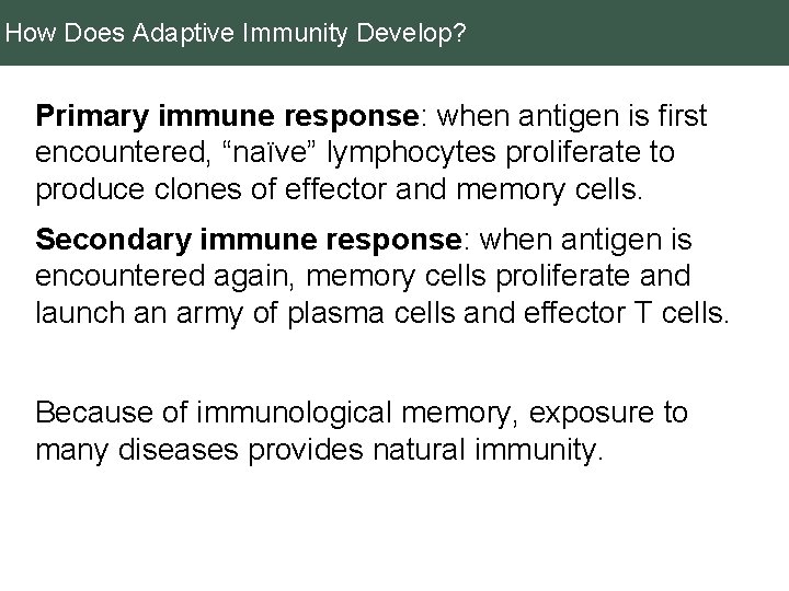 How Does Adaptive Immunity Develop? Primary immune response: when antigen is first encountered, “naïve”