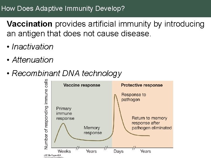 How Does Adaptive Immunity Develop? Vaccination provides artificial immunity by introducing an antigen that