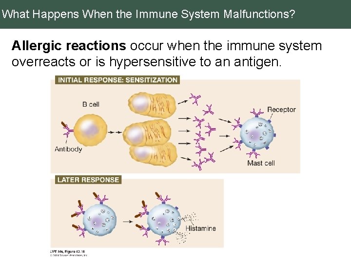 What Happens When the Immune System Malfunctions? Allergic reactions occur when the immune system