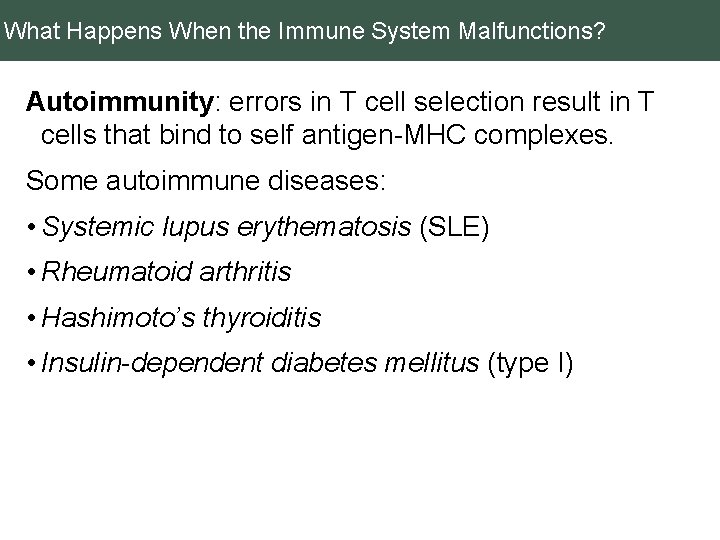 What Happens When the Immune System Malfunctions? Autoimmunity: errors in T cell selection result