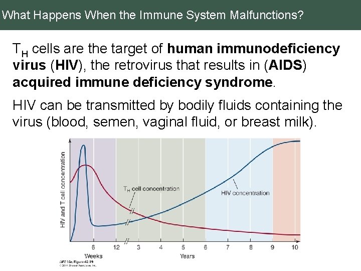 What Happens When the Immune System Malfunctions? TH cells are the target of human