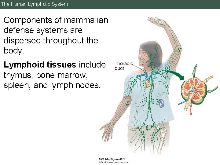 The Human Lymphatic System Components of mammalian defense systems are dispersed throughout the body.