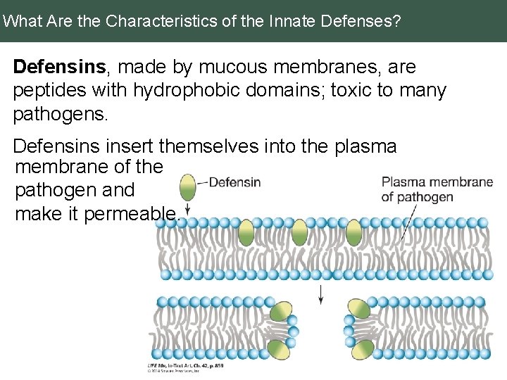 What Are the Characteristics of the Innate Defenses? Defensins, made by mucous membranes, are