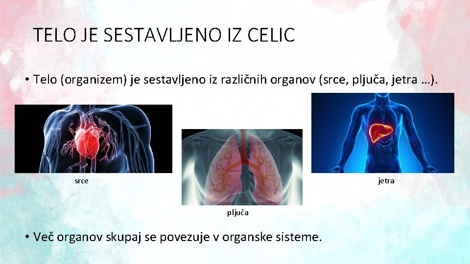 TELO JE SESTAVLJENO IZ CELIC • Telo (organizem) je sestavljeno iz različnih organov (srce,